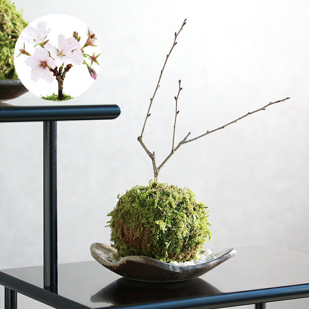 （盆栽）苔玉 品種おまかせ サクラ（桜）受け皿＋白砂付き（1個）観葉植物 コケ玉（休眠状態）