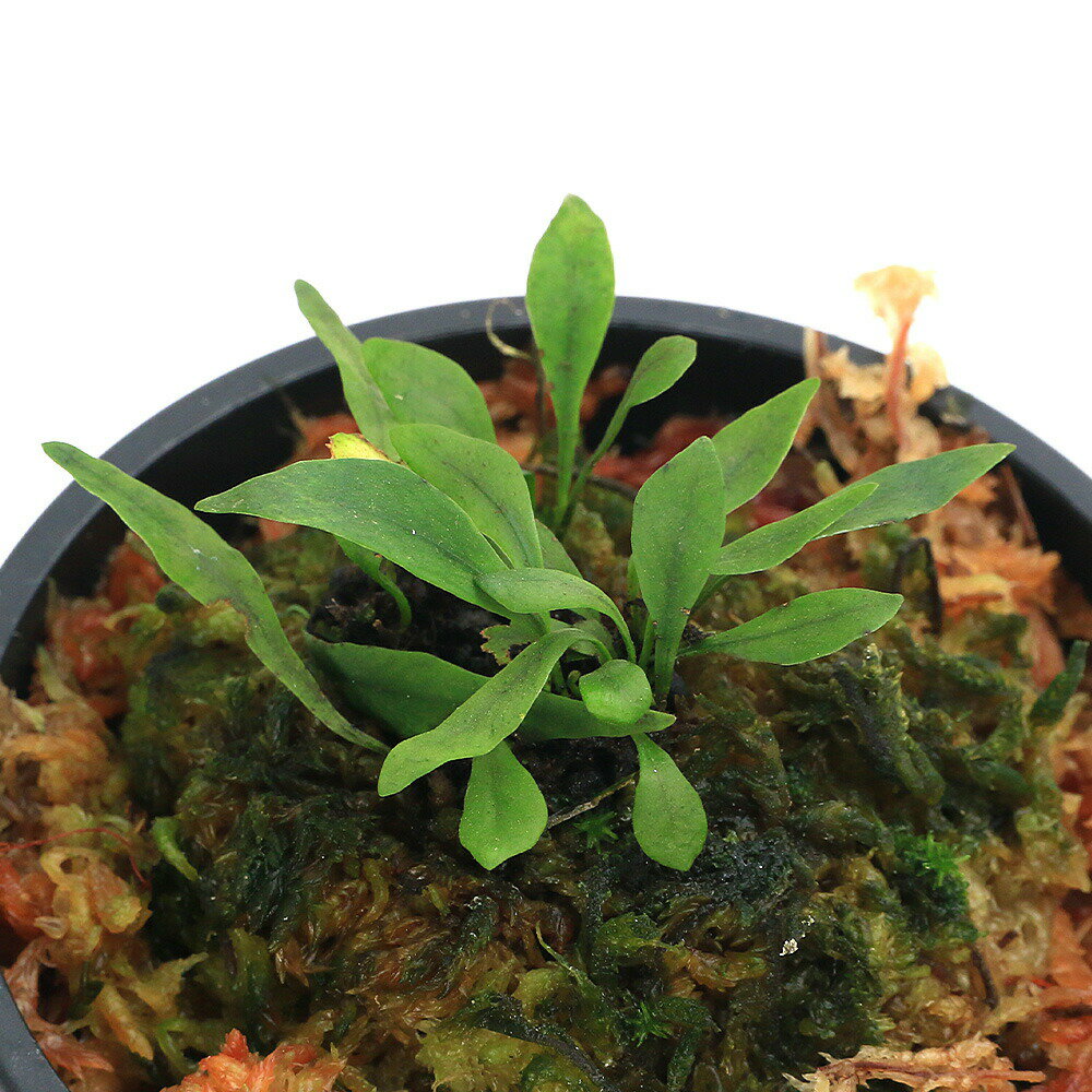 一点物（山野草）シダ（羊歯）ウロコノキシノブ胞子培養小苗　3号（393281…