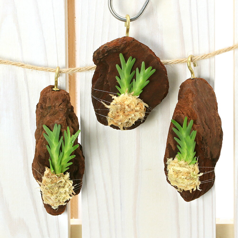 （観葉植物）洋ラン ロックハーティア シュンケイ コルク付き（1個）ビバリウム