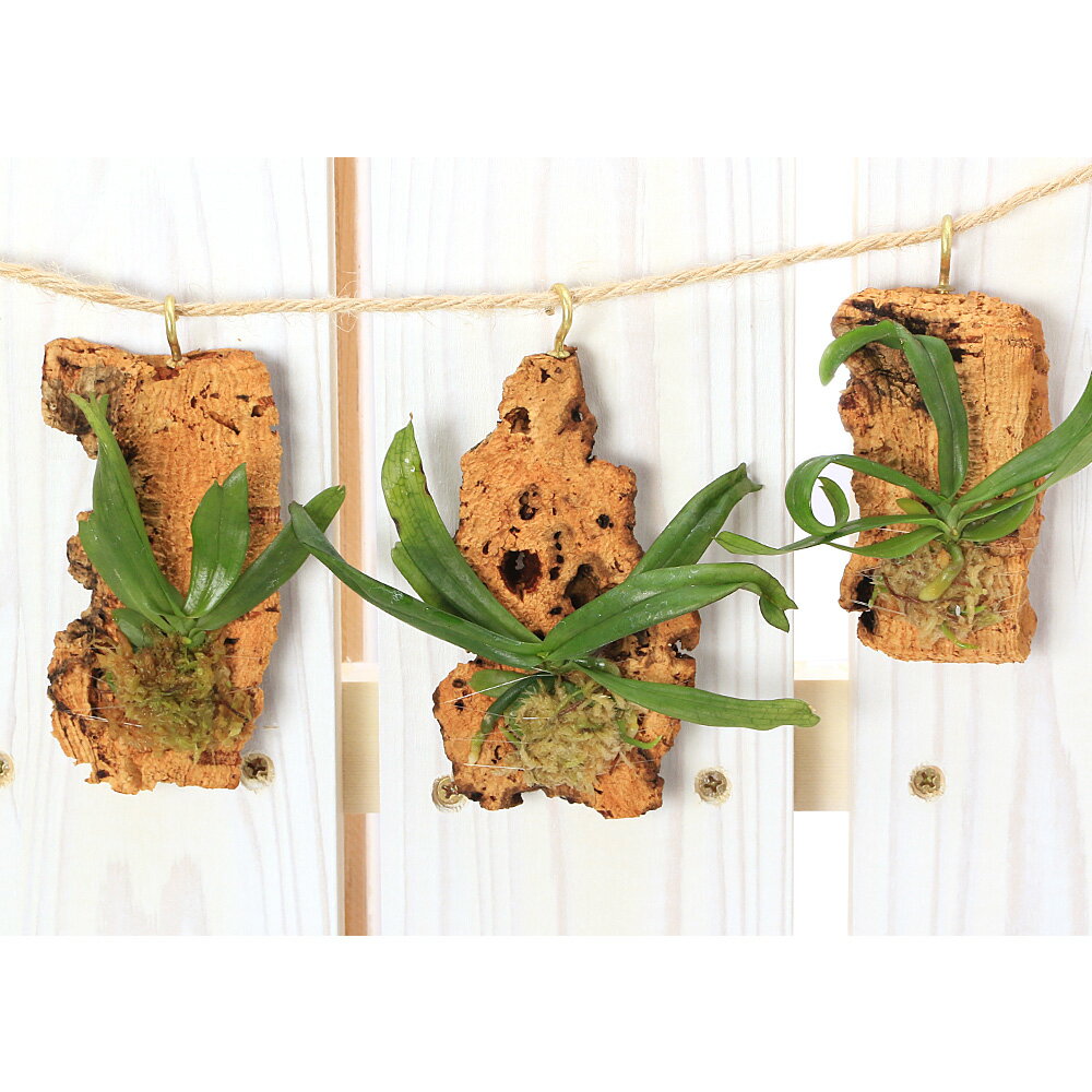 （観葉植物）洋ラン エランギス ミスタキディ コルク付き（1個）ビバリウム