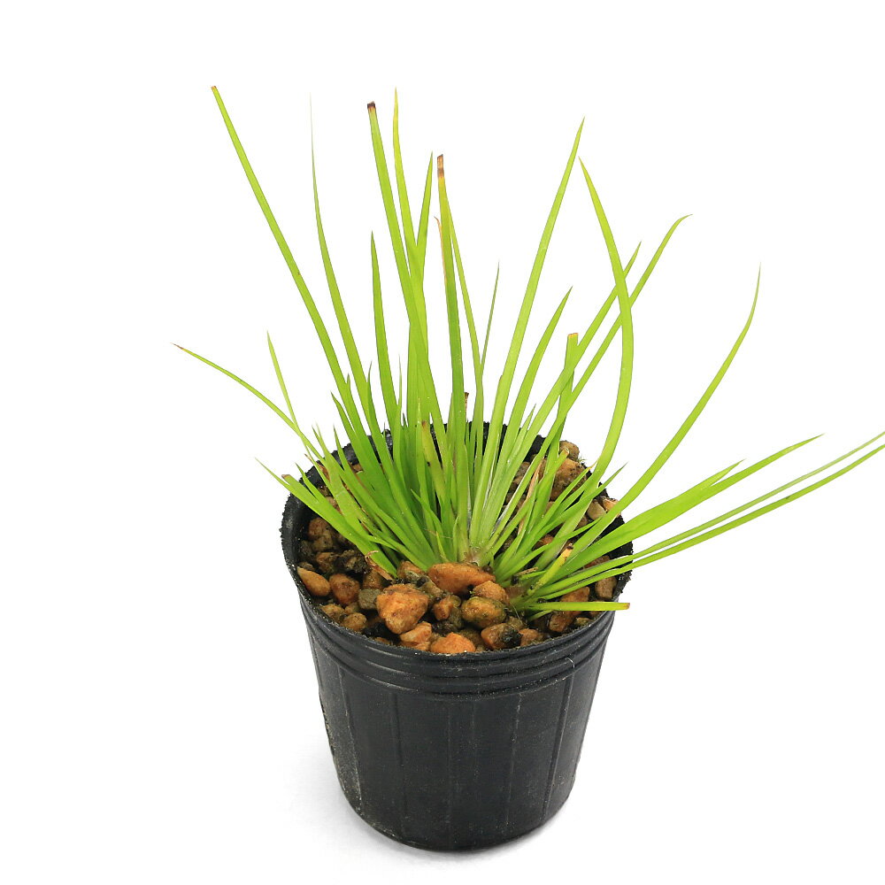 （山野草）ビバリウムプランツ　黄金ヒメセキショウ（黄金姫石菖）　3cmポット（1ポット）