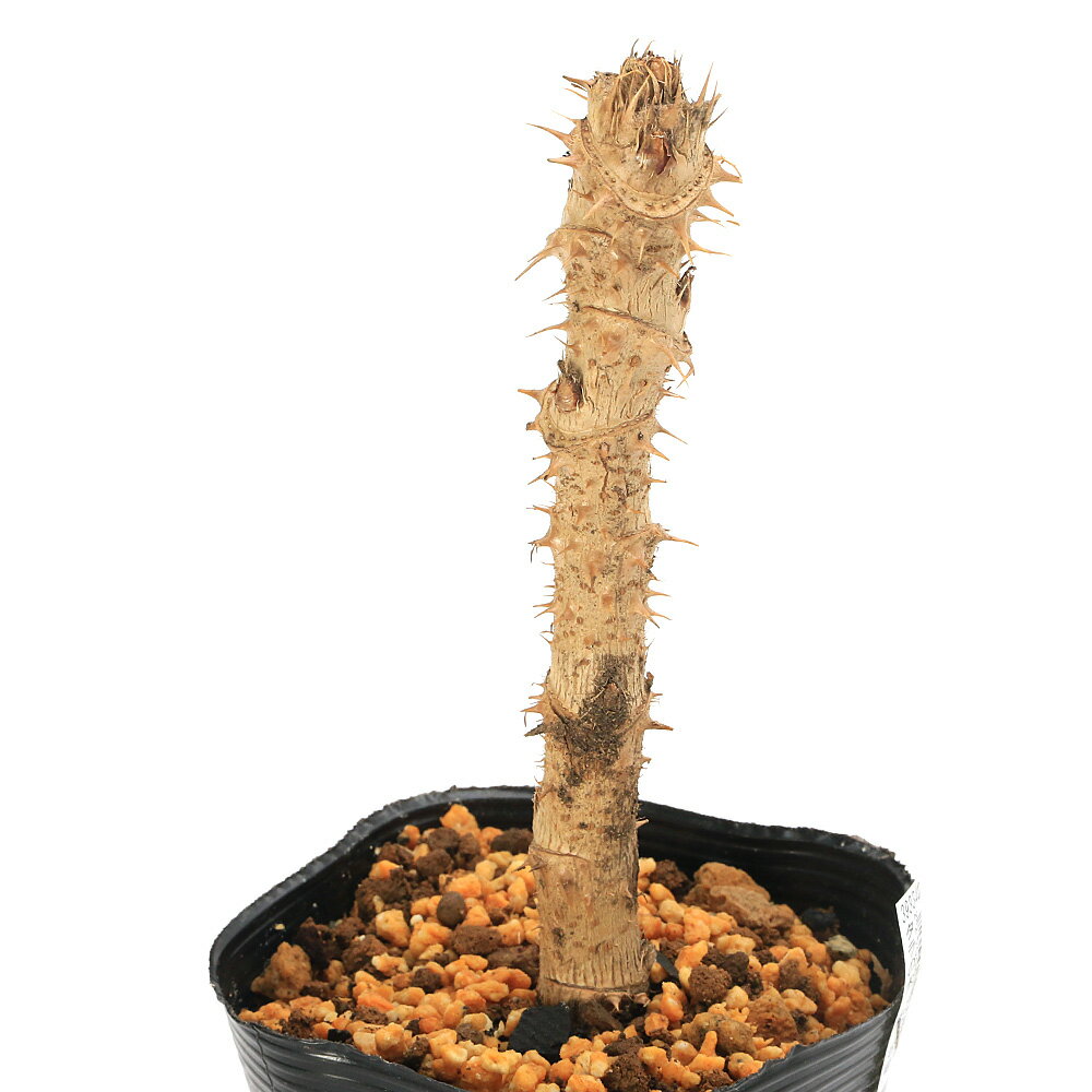 （山野草）山菜 タラの木（タラの芽） 3．5号（1ポット）家庭菜園（休眠状態）