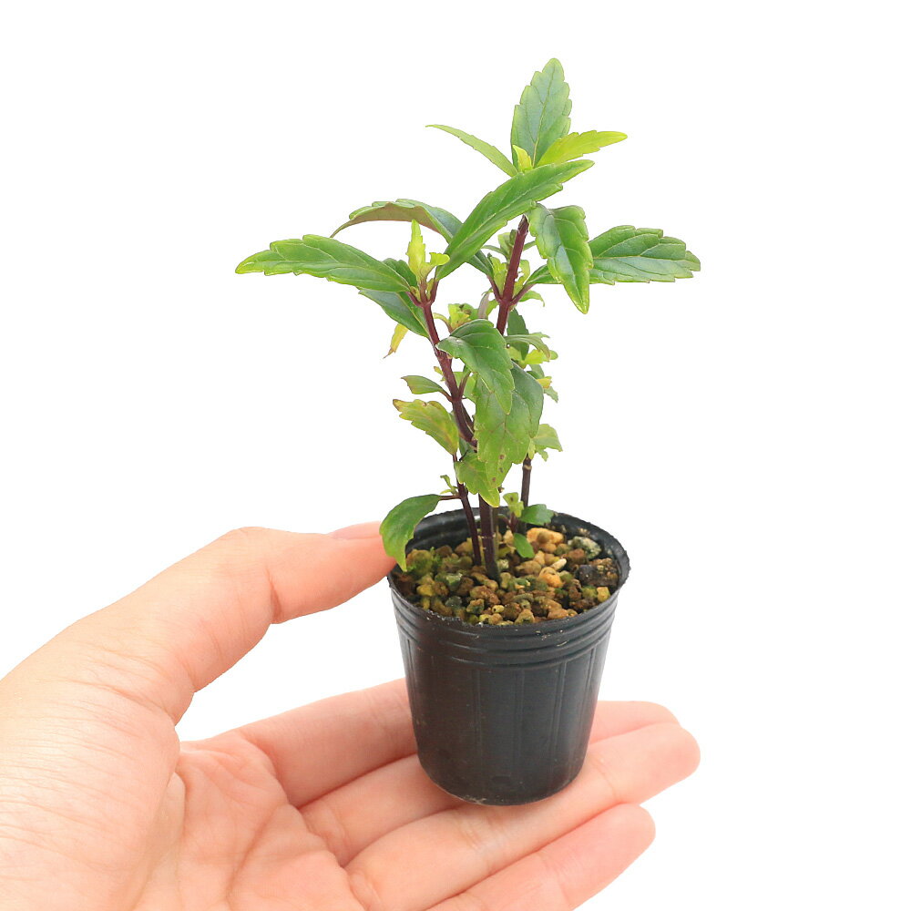 （山野草）ビバリウムプランツ　オオタツナミソウ　3cmポット（1ポット）（休眠状態）