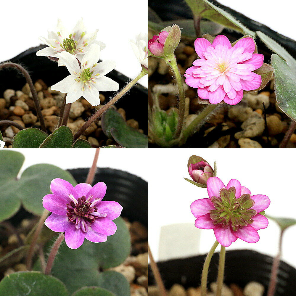 （山野草）ユキワリソウ（雪割草）三段咲き　花色おまかせ　3号（1ポット）