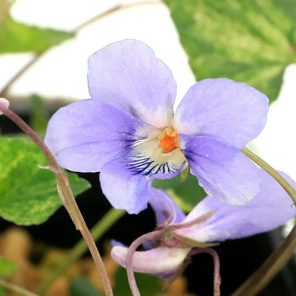 楽天市場】斑入りスミレ（花・観葉植物｜花・ガーデン・DIY）の通販