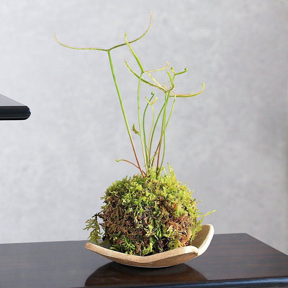 苔玉品種おまかせモウセンゴケ品種記...