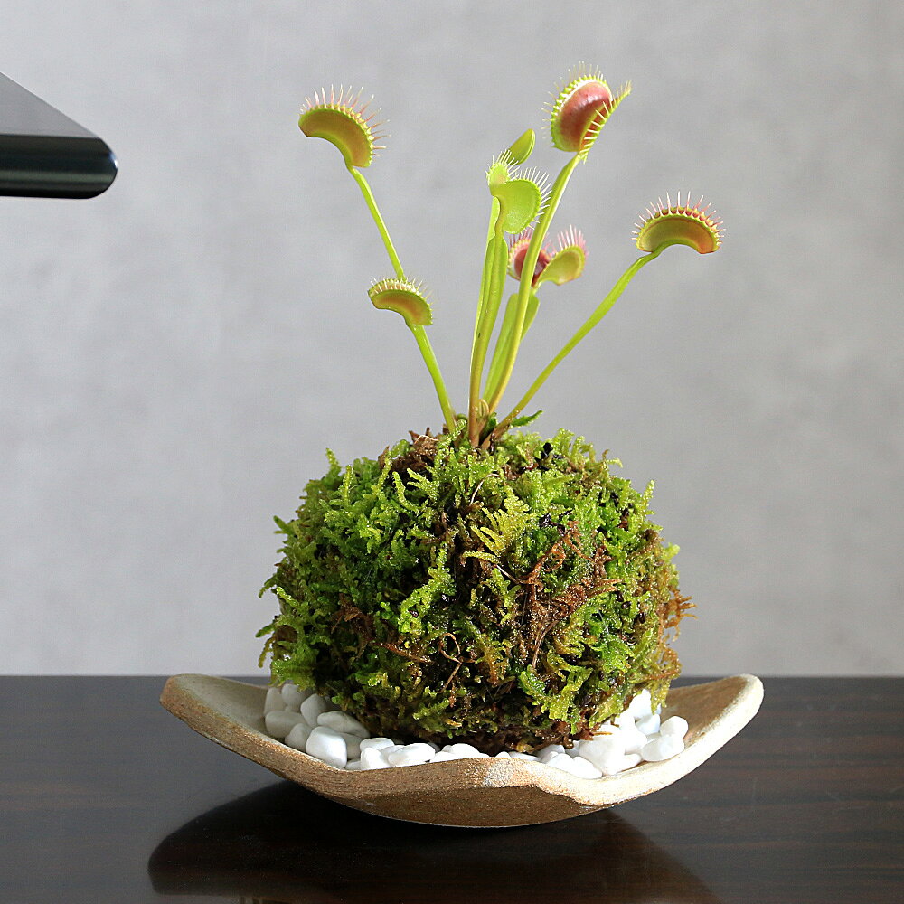 （盆栽）苔玉 品種おまかせ ハエトリソウ（ハエトリグサ）受け…