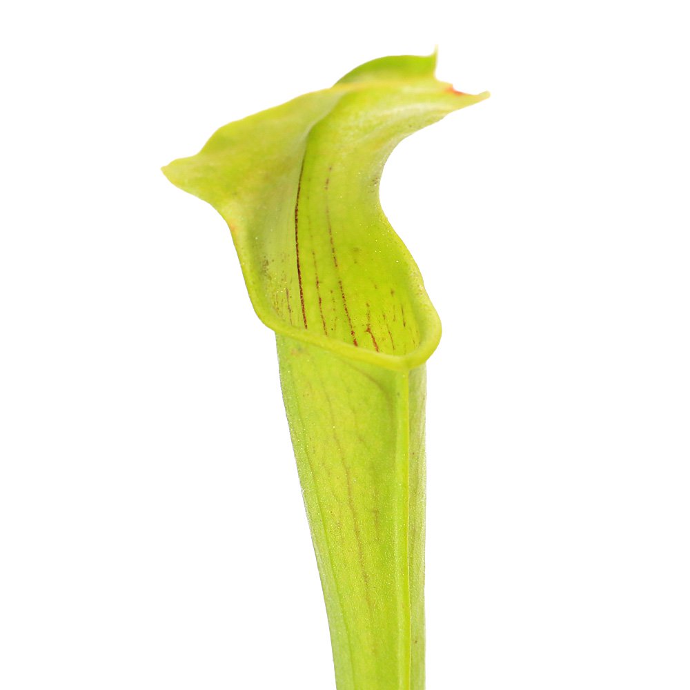 商品画像3