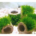 (水草)★育成済★ ライフマルチ(茶)ウィローモス(水中葉)(無農薬)(5個)