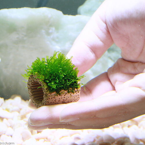 （水草）★育成済★　ライフマルチ（茶）ウィローモス（水中葉）（無農薬）（5個）