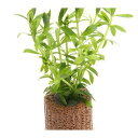 (水草)ライフマルチ(茶)ベトナムゴマノハグサ(水上葉)(無農薬)(1個)