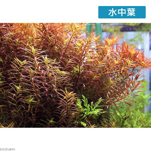 （水草）ロタラsp．香港（水上葉）（無農薬）（10本）