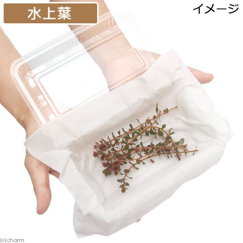 （水草）ロタラsp．香港（水上葉）（無農薬）（10本）