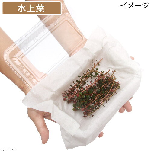 （水草）ロタラsp．香港（水上葉）（無農薬）（20本）