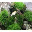 (水草)★育成済★ ウィローモス 流木 ミニサイズ(8cm以下)(水中葉)(無農薬)(3本)