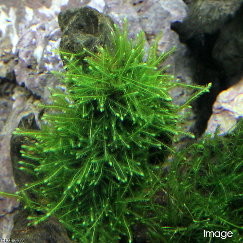 （水草）★育成済★　ウィローモス　流木　ミニサイズ（8cm以下）（水中葉）（無農薬...