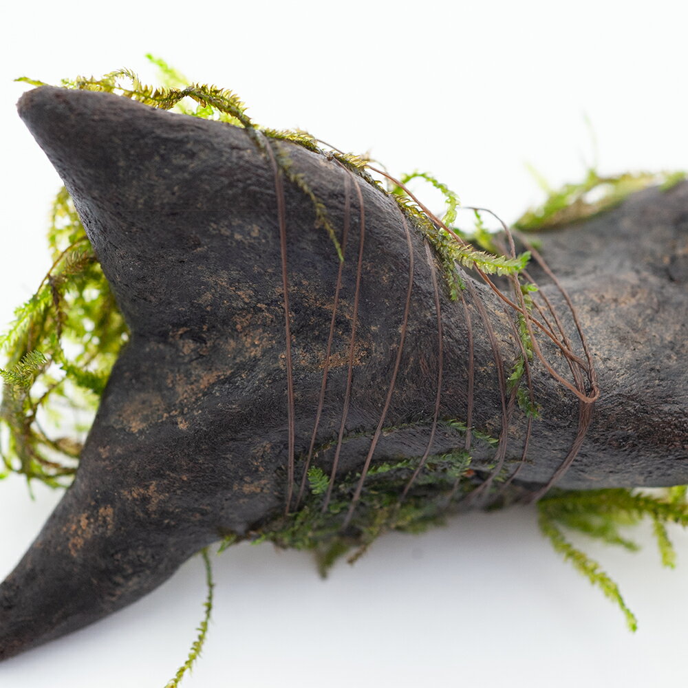 �ʿ���˳���Ͽ���2�ή�ڴ����Ĥ����åȡ��������ա��ܽ��͹����