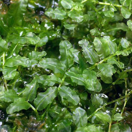 �ʥƥ�ꥦ����ݡ����ĥܥ�����2�ѥå�ʬ