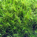 (テラリウム)苔 シッポゴケ 2パック分