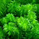 金魚藻の定番！初心者の方にもおすすめです！国産　無農薬アナカリス（20本）発送サイズ長さ約13cm程度 ※季節や入荷状況により、太さや葉の大きさが画像と異なる場合がございます。残留農薬状態無農薬別名オオカナダモ学名（※）Egeria　densa Egeria［Egeriaという女性の名前］、densa［（葉の付き方が）密になった］ （※）…改良品種や学名が不明の種は流通名での記載の場合があります。分類トチカガミ科（Hydrocharitaceae）オオカナダモ属（Egeria）分布南米どんな種類？透明感のある緑が美しい、金魚藻として有名な水草です。 金魚やメダカに使われることが多く、水質浄化作用があるほか生体のおやつにもなります。 また、凍結しなければ冬にヒーターが無くても枯れない強健な種類なので、ビオトープにも適しています。 育成は容易で、CO2添加無しでも十分に育ち、生体が入っていれば肥料も必要ありません。 中性からアルカリ性のpHに適応し、比較的総硬度が高い水質を好みます。酸性の水質では頭頂部の萎縮などが起こりやすくなります。 水面に浮かべたり、低床に植え込んだり、重りを付けて沈めたりと、様々な育成方法で楽しめます。育成していると水上に白い花を咲かせることもあります。 茎からは白い根が出てくる場合がありますが、景観が気になるようでしたら切り取って構いません。トリミングにも強い水草です。 非常に強い繁殖力から、帰化植物として各所で繁殖しています。育成要件＆データ育成難易度　→　★☆☆☆☆ 光量　　　　　→　60cm20W1灯以上 CO2　　　　 →　無し pH　　　　　　→　6〜7．5 GH　　　　 　 →　0〜6 kH　　　　　　→　0〜6 温度　　　　　→　20〜28度 底砂　　　　　→　砂、大磯 推奨水槽　　→　30cm以上 植栽位置　　→　前□□■■■後 草姿　　　　　→　有茎草 最大草姿　　→　50cm以上 生長速度　　→　速い 増殖方法　　→　差し戻し ※…育成環境は一例です。必ずしもこの環境下であれば育つことを確約するものではございません。注意※表記サイズは1本でのおおよその目安です。育成環境や、成長の度合いにより最大サイズは異なります。 ※天然物の為、季節や入荷状況により大きさが異なったり、葉の欠けや痛み等がある場合がございます。 ※手作業による処理を行ってから出荷しておりますが、スネールが混入している場合がございます。ご了承の上お買い求めください。スドー　水草のソフトおもり　（ロールタイプ・1本入り）REON　AQUA　かりねっこ　水草植え付け補助（水草）ザリガニのおやつ　鉛巻き水草　おまかせ3種（無農薬）（1セット）ザリガニPSBQ10　ピーエスビーキュート　淡水用　500mL　メダカ　金魚　熱帯魚　光合成細菌　バクテリア（めだか）楊貴妃メダカ（12匹）（国産金魚）更紗琉金（1匹）（エビ）ミナミヌマエビ（10匹）（＋1割おまけ）　北海道・九州航空便要保温 … 熱帯魚　カモンバ　_aqua　金魚藻　有茎　カ行　CO2なしでも育つ水草　水草　後景草　きめ細かい　金魚に合う水草　金魚おすすめ水草07　all_plants　メダカ水草　nittanmiryoku_mizukusa　20141103　YS　anmizukusa0804notco2_wp　wp2000fes　p5mizbrk2305　・（水草）メダカ・金魚藻　国産　無農薬アナカリス（無農薬）（1本） 構成する商品内容は在庫状況により予告無く変更になる場合がございます。予めご了承下さい。■この商品をお買い上げのお客様は、下記商品もお買い上げです。※この商品には付属しません。■スドー　水草のソフトおもり　（ロールタイプ・1本入り）REON　AQUA　かりねっこ　水草植え付け補助（水草）ザリガニのおやつ　鉛巻き水草　おまかせ3種（無農薬）（1セット）ザリガニPSBQ10　ピーエスビーキュート　淡水用　500mL　メダカ　金魚　熱帯魚　光合成細菌　バクテリア（めだか）楊貴妃メダカ（12匹）（国産金魚）更紗琉金（1匹）（エビ）ミナミヌマエビ（10匹）（＋1割おまけ）　北海道・九州航空便要保温