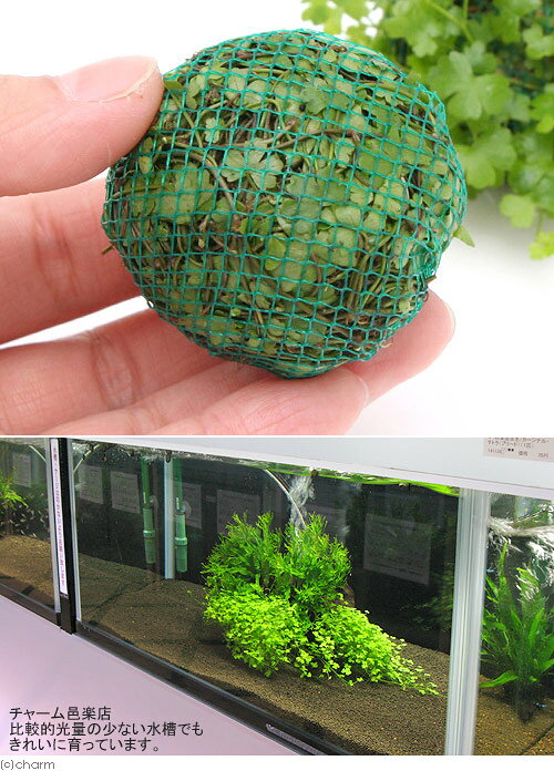 （水草）巻きたて　オーストラリアン　ノチドメボール（無農薬）（水上葉）（3個）