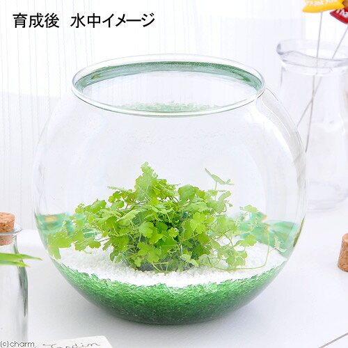 （水草）巻きたて　オーストラリアン　ノチドメボール（無農薬）（水上葉）（3個）