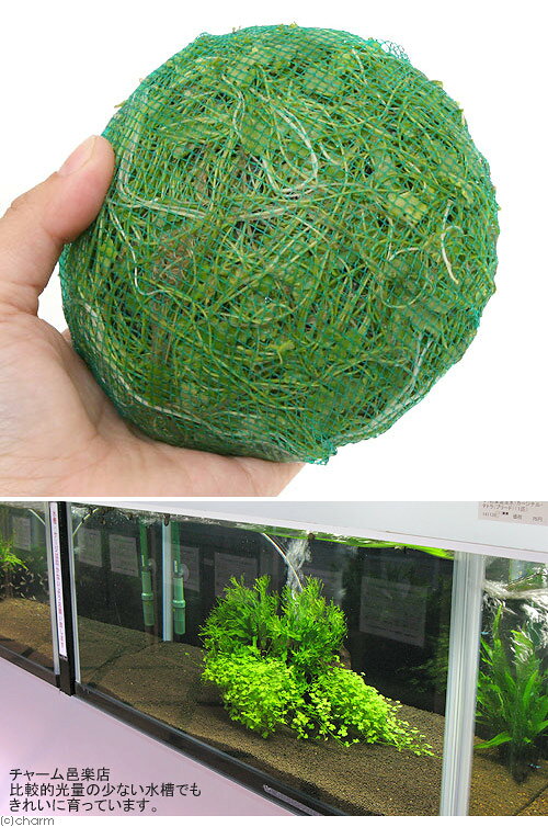 （水草）巻きたて　オーストラリアン　ノチドメムーン　Lサイズ（水上葉）（無農薬...