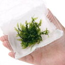 (水草)ハネゴケsp.カメルーン産(水中葉)(無農薬)(3カップ)