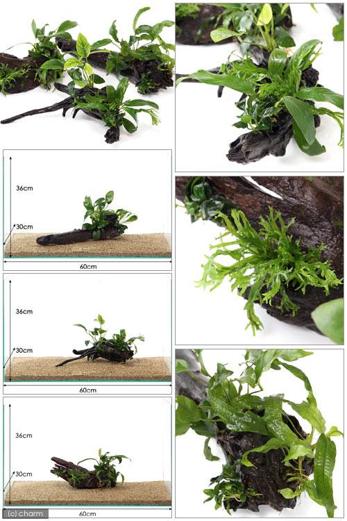 （水草）流木水草レイアウト　塊系　60cm水槽以上推奨サイズ（水上葉）（1個）（約...