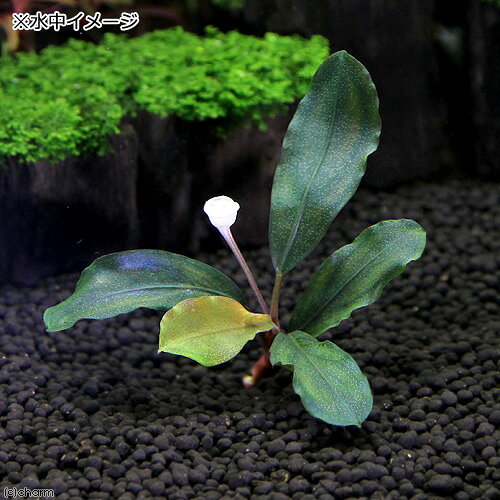 （水草）ブセファランドラsp．Batan　Kawa（水中葉）（無農薬）（1株）