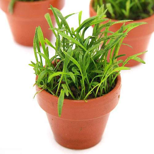 葉の長さは時期により変わりますので、予めご了承ください。芝生のように繁茂する前景草として使えます！ミニ素焼き鉢　コブラグラス販売単位ポット発送サイズ素焼きサイズ　3cm程度残留農薬状態無農薬　ビーシュリンプ水槽にも安心してご使用いただけます。別名コブラグラス学名（※）Lilaeopsis　novae−zelandiae（※）…改良品種や学名が不明の種は流通名での記載の場合があります。分類セリ科（Apiaceae）コブラグラス属（Lilaeopsis）分布ニュージーランドどんな種類？育成難易度　→　★★★★☆セリ科（Apiaceae）の植物。芝生のように軟らかい印象を受ける前景草をして使える水草です。ニュージーランド原産です。ランナーで増える水草で、生長は比較的遅く、低水温を好む水草です。光量を強くすることで生長を加速させることができます。コケが付きやすいのですが、葉はしっかりしており食害を受けることがあまり無いので、ヤマトヌマエビやオトシンネグロ等のコケ取り能力の高い生体を多めに入れましょう。レイアウトなどでは成長が遅い為、最初からある程度密に植えて早めに完成させることで、長く維持することが可能です。高水温になると成長が鈍化しますので、夏場より冬場のレイアウトなどに向いています。育成要件＆データ光量（LED）　→60cm20W3灯以上（2400〜3000lm）CO2　　　　 →　無くても可　1滴／1秒（60cm標準水槽相当）pH　　　　　　→　5〜7GH　　　　 　 →　0〜6kH　　　　　　→　0〜6温度　　　　　→　20〜24度底砂　　　　　→　ソイル、砂、大磯推奨水槽　　→　30cm植栽位置　　→　前■■□□□後草姿　　　　　→　ロゼット型最大草姿　　→　高さ5cm生長速度　　→　遅い増殖方法　　→　ランナー※…育成環境は一例です。必ずしもこの環境下であれば育つことを確約するものではございません。注意掲載写真はイメージです。育成環境によりサイズや葉数、色、量等が画像と異なる場合がございます。入荷状況等により、ポットなし1ポット分での発送となる場合がございます。※枯れや葉の痛みなどが入る場合がございます。ご了承の上お買い求めください。PSBQ10　ピーエスビーキュート　淡水用　30mL5個セット　光合成細菌　バクテリア　熱帯魚（生餌）淡水用　微生物で水質向上セット　エサ用ゾウリムシミックス＋PSBQ10　本州四国限定パワーハウス　ベーシック（ソフトタイプ）　Sサイズ　淡水用　5リットル　微酸性　ろ材　pH維持Plants　Green　プランツグリーン　250ml　（水草の栄養液）（熱帯魚）オトシンクルス（3匹）　北海道・九州航空便要保温（エビ）ミナミヌマエビ（10匹）（＋1割おまけ）　北海道・九州航空便要保温Fe　Energy（エフイーエナジー）　400g　5mm　（水草の栄養素）Fe　Energy（エフイーエナジー）　アクア　濃縮タイプ　20mL　（水草の栄養液）お一人様3点限り　魚が簡単に飼える　リーフプロソイル　pHダウン　8L　pH4．5〜5．5　吸着ソイル　国産　熱帯魚　用品お一人様3点限り　魚が簡単に飼える　リーフプロソイル　pHダウン　8L　pH4．5〜5．5　吸着ソイル　国産　熱帯魚　用品日本動物薬品　ニチドウ　水草が育つCO2リキッド　2本入　（緑）アクロ　化学反応式CO2ジェネレーターセット　クエン酸重曹付属　水草育成 … 熱帯魚　_wp　_aqua　売れ筋水草　水草　前景草　お勧め前景草　all_plants　コブラグラス　水上葉_前景草　wp_kywrd　鉢植え水草　鉢植え・素焼き　20111226　TH　cobragrass　コブラグラスはこちら　Lilaeopsis2013　point5wplants（水草）ミニ素焼き鉢　コブラグラス（水上葉）（無農薬）（3鉢）■この商品をお買い上げのお客様は、下記商品もお買い上げです。※この商品には付属しません。■PSBQ10　ピーエスビーキュート　淡水用　30mL5個セット　光合成細菌　バクテリア　熱帯魚（生餌）淡水用　微生物で水質向上セット　エサ用ゾウリムシミックス＋PSBQ10　本州四国限定パワーハウス　ベーシック（ソフトタイプ）　Sサイズ　淡水用　5リットル　微酸性　ろ材　pH維持Plants　Green　プランツグリーン　250ml　（水草の栄養液）（熱帯魚）オトシンクルス（3匹）　北海道・九州航空便要保温（エビ）ミナミヌマエビ（10匹）（＋1割おまけ）　北海道・九州航空便要保温Fe　Energy（エフイーエナジー）　400g　5mm　（水草の栄養素）Fe　Energy（エフイーエナジー）　アクア　濃縮タイプ　20mL　（水草の栄養液）お一人様3点限り　魚が簡単に飼える　リーフプロソイル　pHダウン　8L　pH4．5〜5．5　吸着ソイル　国産　熱帯魚　用品お一人様3点限り　魚が簡単に飼える　リーフプロソイル　pHダウン　8L　pH4．5〜5．5　吸着ソイル　国産　熱帯魚　用品日本動物薬品　ニチドウ　水草が育つCO2リキッド　2本入　（緑）アクロ　化学反応式CO2ジェネレーターセット　クエン酸重曹付属　水草育成