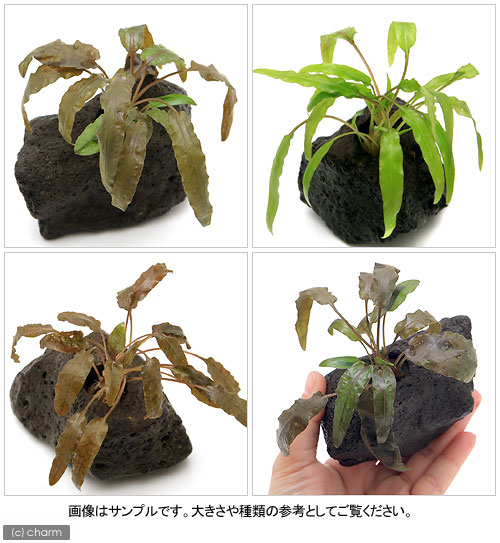（水草）おまかせクリプトコリネ（水上葉）穴あき溶岩石付（1個）