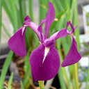 (ビオトープ)水生植物 カキツバタ もろこし舟(モロコシフネ)紫花(1ポット)