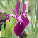 (ビオトープ)水生植物 カキツバタ 袖の香(ソデノカオリ)紅紫花(1ポット)