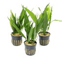 (水草)ミクロソリウム プテロプス ソードリーフ(3ポット分)