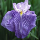 (ビオトープ)水生植物 花菖蒲 春の小川(ハルノオガワ)肥後系薄紫白筋三英花(1ポット)