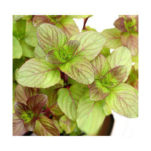 （ビオトープ）水生植物 ウォーターミント（3ポット） 湿性植物（休眠状態）