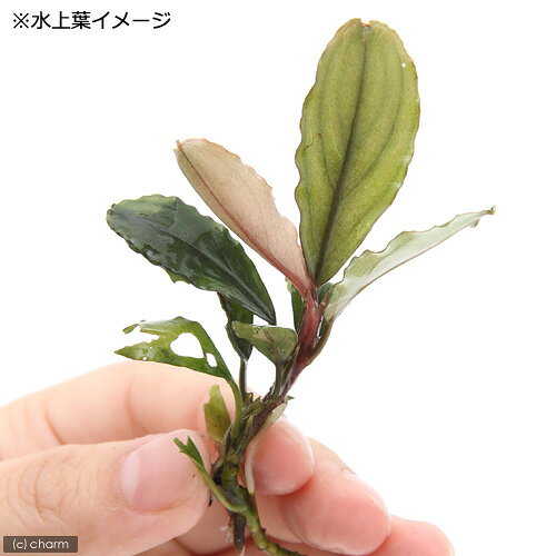 （水草）ブセファランドラsp．Copper（無農薬）（水中葉）（1株）