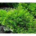 (水草)★育成済★ ウィローモス 風山石 Sサイズ(約10cm)(水中葉)(無農薬)(1個)