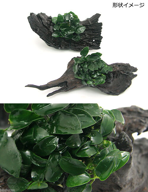 （水草）アヌビアスナナ　プチ　流木　Mサイズ（水上葉）（1本）（約20cm）