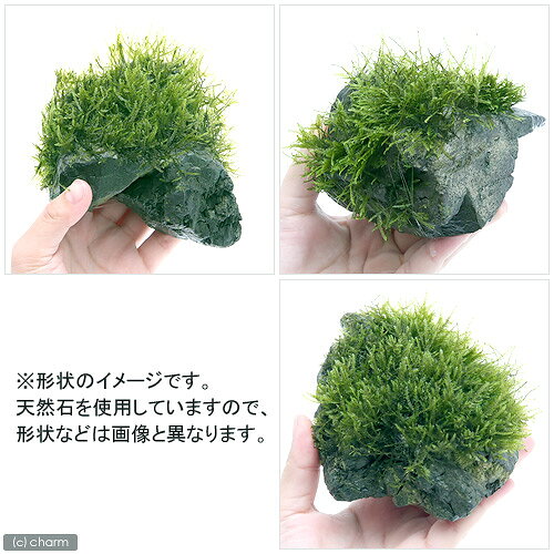 （水草）★育成済★　ウィローモス　風山石　Mサイズ（約14cm）（水中葉）（無農薬）...