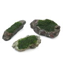 (水草)巻きたて ウィローモス 風山石 Mサイズ(約14cm)(水中葉)(無農薬)(1個)