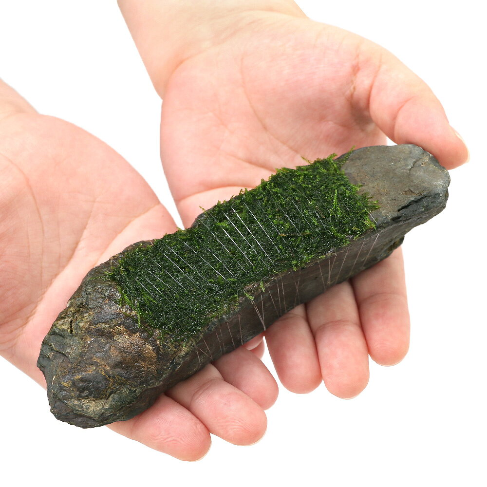 （水草）巻きたて　ウィローモス　風山石　Mサイズ（約14cm）（水中葉）（無農薬）...