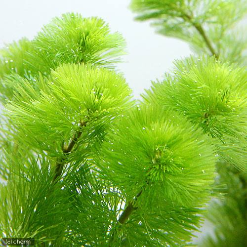 �ʿ���˥��������������饤�եޥ������˥��ܥ�С�2�ġ�