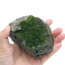 (水草)巻きたて 南米ウィローモス 風山石 Sサイズ(約10cm)(水中葉)(無農薬)(1個)