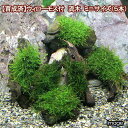 (水草)★育成済★ ウィローモス 流木 ミニサイズ(8cm以下)(水中葉)(無農薬)(5本)