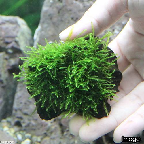 （水草）★育成済★　ウィローモス　流木　ミニサイズ（8cm以下）（水中葉）（無農薬...