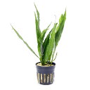 (水草)ミクロソリウム プテロプス ソードリーフ(1ポット分)