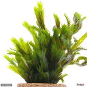 (水草)ライフマルチ(茶)ホソホウオウゴケ(水上葉)(無農薬)(1個)