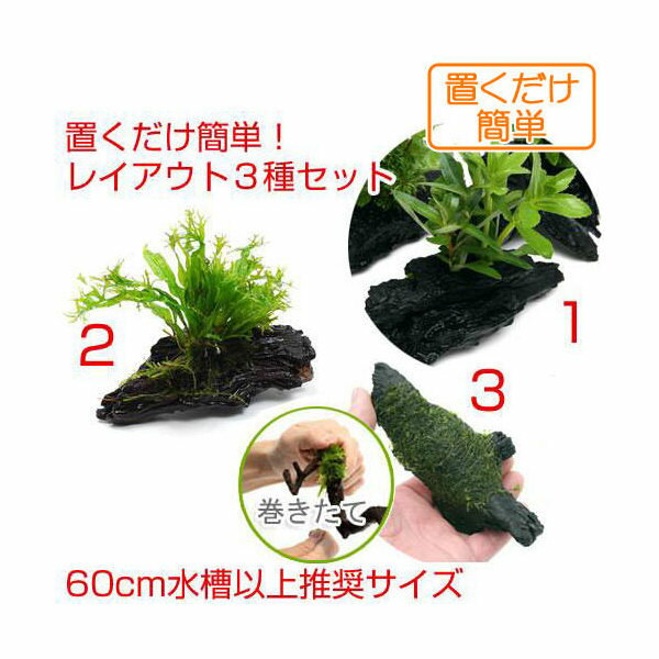 （水草）置くだけ簡単　流木付き水草3種セット（水上葉）
